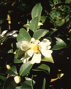 Description de l'image Camellia oleifera.jpg.