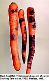 Морковь10.jpeg