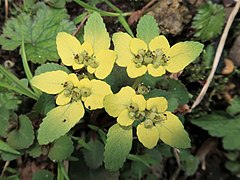 花序を取り囲む下部の苞葉は茎葉と同形、上部の苞葉は広楕円形で、縁は鈍鋸歯状、色は鮮黄色。