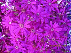 Cineraria deltoidea