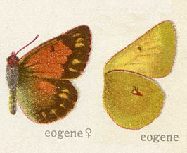 Colias eogene