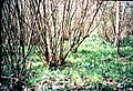 Plantación de vástagos en Hockley Woods, Essex, Reino Unido.