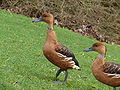 Dendrocygne fauve