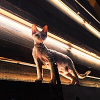 A devon rex kitten in Australia walking on a leash