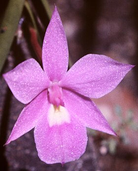 Dimerandra emarginata