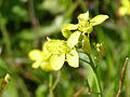 Miniatura para Diplotaxis virgata