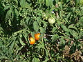 Grøne og raude tomatar på tomatplantar.