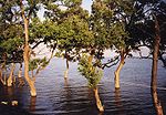 Mangrove trees at Don Hoi Lot