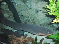 African Electric Fish