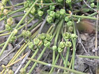 Ephedra distachya, vrouwelijke bloemen