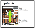 Epidermis