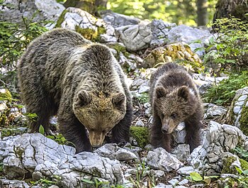 Samica evropskega rjavega medveda (Ursus arctos arctos) s 14 mesecev starim mladičem