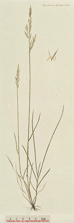 Kink-aruhein (Festuca trachyphylla)