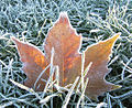 Frost on a leaf and grass.