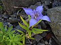 Gentiana paradoxa