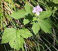 Uilford ətirşahı (Geranium wilfordii)