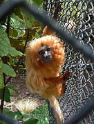 Goldenes Löwenäffchen (Leontopithecus rosalia)