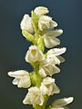 Kriechendes Netzblatt (Goodyera repens) Blüten