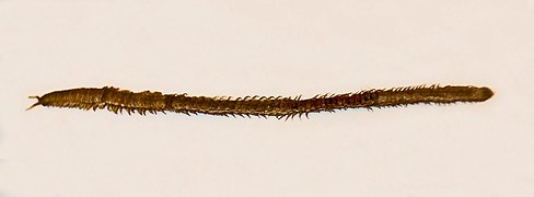 Himantarium gabrielis (Himantariidae).