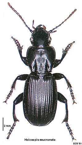 Holcaspis mucronata