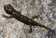 Hydromantes-imperialis-hoehlensalamander.jpg