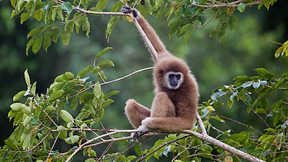 Gibão-de-mãos-brancas (Hylobates lar), também chamado de gibão-lar, no Parque Nacional de Kaeng Krachan, em Phetchaburi, Tailândia. (definição 2 560 × 1 440)