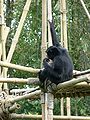 Siamang (Hylobates syndactylus)