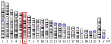 Ideogram human chromosome 6.svg