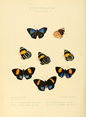 C. brome é o par de borboletas abaixo e à direita (de asas fechadas e abertas), nesta gravura do ano de 1855 (acima um par de Perisama philinus e abaixo, à esquerda, quatro exemplares de Callicore lyca).[1]