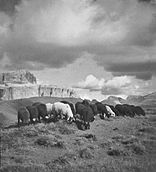 Schapen in het veld 1930