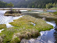 77. Platz: Rosa-Maria Rinkl mit Blick über den Kleinen Arbersee mit seinen „schwimmenden Inseln“, die interessante Pflanzen beherbergen. Der Kleine Arbersee gehört zu den Naturschutzgebieten in den Landkreisen Regen und Cham mit der Nr. NSG-00546.01