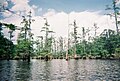 The Jackson Purchase and western Pennyrile are home to several bald cypress/tupelo swamps