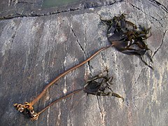 Two specimens of Laminaria hyperborea, each showing the rootlike holdfast at lower left, a divided blade at upper right, and a stemlike stipe connecting the blade to the holdfast. Laminaria hyperborea.jpg