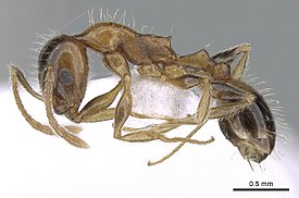 Рабочий Temnothorax recedens