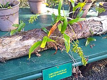 Liparis caespitosa orchid - Monvert fernery Mauritius.jpg