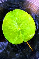 Lotus and Waterlily in Thailand at Lotus Museum