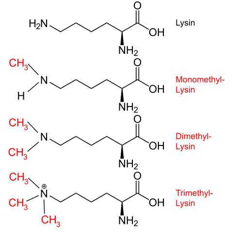 Einbuchstabencode Protein Diet