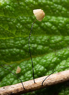 "Marasmius limosus" growing on a dead stem of rush ("Juncus"), found in Portland, Oregon, USA