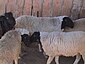 Marwari Sheep.JPG