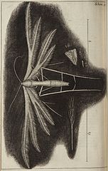 Adumbratio unius ex pterophoridis in Micrographia, libro Roberti Hooke