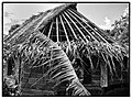 Mise en place des peignes de feuilles de pandanus (Futuna).