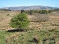 Moorland and scattered trees at Ardlougher