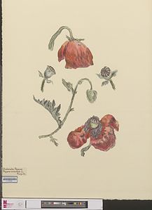 Adormidera (Papaver orientale), J. M. Prange