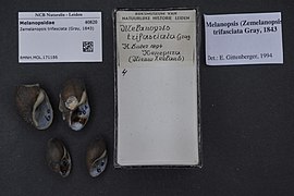Zemelanopsis trifasciata.