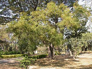 Compounds from the Neem tree were first extrac...