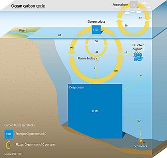 Diagram of the ocean carbon cycle showing the relative size of stocks (storage) and fluxes. OceanCarbonCycle.jpg