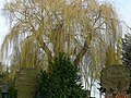 Kriegsgräber auf dem Oekovener Friedhof