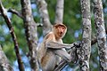 Proboscis monkey in the Island of Borneo