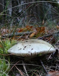 Pilkšvažalė ūmėdė (Russula aeruginea)