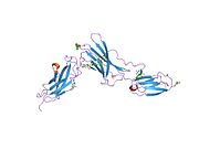 PDB 1n26 EBI.jpg